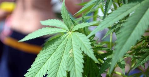 Cannabis Besitz Und Konsum Ab 1 April Teils Legal Bundesrat Macht Weg