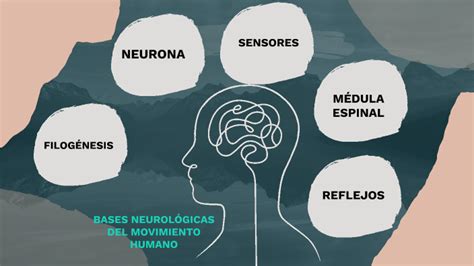 Bases Neurol Gicas By Hernan Dario Sepulveda Vargas On Prezi