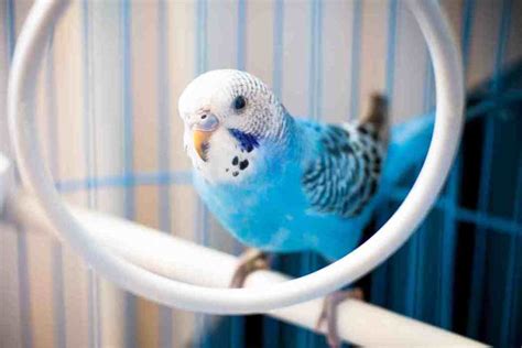 Blue Parakeets: A Complete Guide Before You Get One - Embora Pets