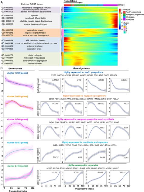 Transcriptome Dynamics Of The Myogenic Differentiation A Heatmap