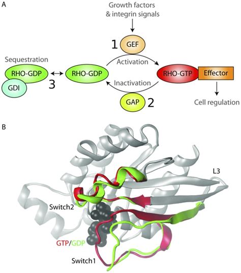 A Schematic Representation Of The Rho Gtpase Activation Cycle 1 Download Scientific