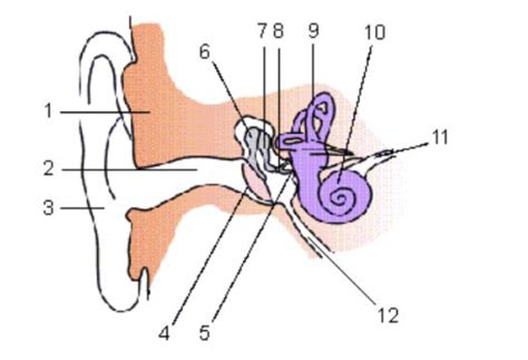 ear diagram Diagram | Quizlet