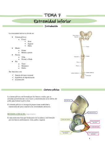 Tema Extremidad Inferior Pdf