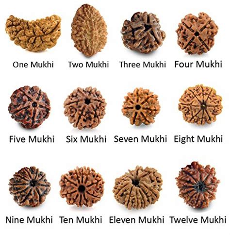 How To Identify Genuine Rudraksha Metaphysics Knowledge