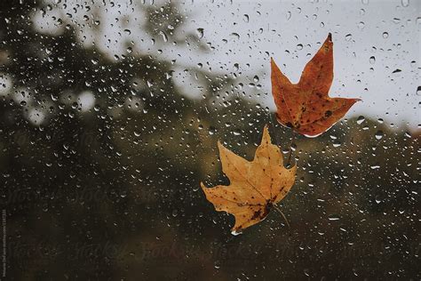 "Rainy Fall Day" by Stocksy Contributor "Melanie DeFazio" - Stocksy