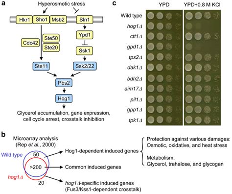 A Schematic Diagram Of The Hog1 Mapk Pathway In S Cerevisiae The Download Scientific