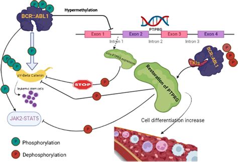 Schematic Representation Summarizing The Interplay Of Ptprg With Download Scientific Diagram