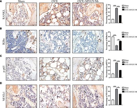 Frontiers N Butanol Extract Of Modified You Gui Yin Attenuates