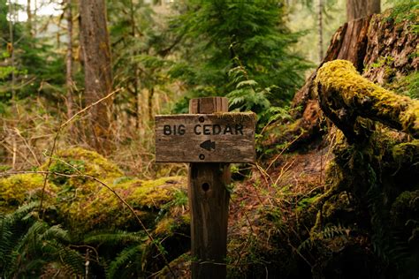 Hike the Staircase Rapids Loop Trail in Olympic National Park · Anna Tee