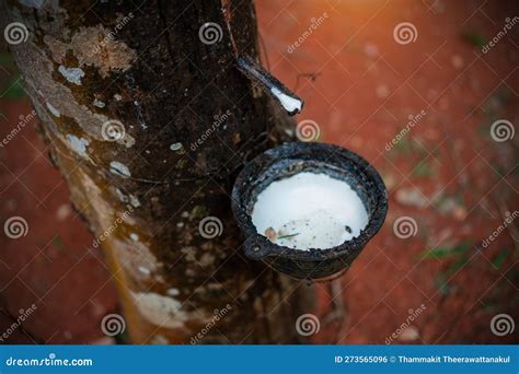 Latex Extracted From Tapped Rubber Tree As A Source Of Natural Rubber