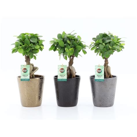 Ficus Micr Ginseng In Infinity Keramiek Fgw Inf Floraxchange