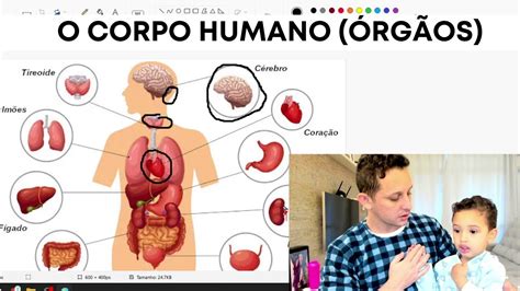 O Corpo Humano Por Dentro Conhecendo O Corpo Humano Os Órgãos Do Corpo Humano Youtube