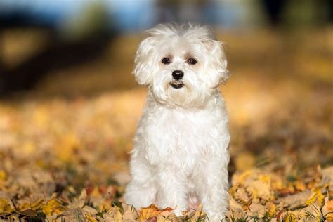 Levage De Bichon Maltais Trouver Un Leveur De Cette Race