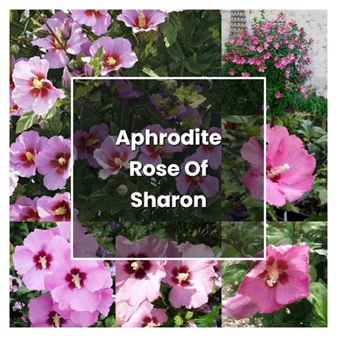 How To Grow Aphrodite Rose Of Sharon Plant Care And Tips Norwichgardener