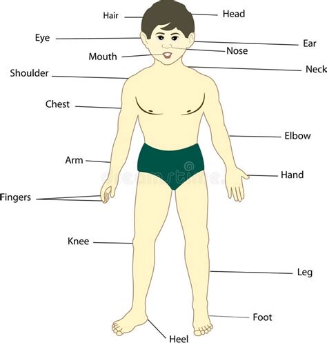 Get Human Body Diagram With Parts Free Images - Www