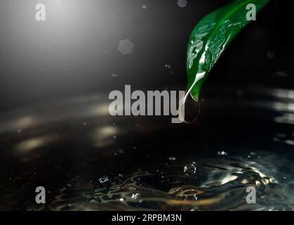 A Water Droplet Falling From Green Leaf Into A Tranquil Body Of Water