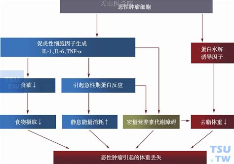 【附图】 恶性肿瘤引起的代谢变化 肿瘤恶液质 天山医学院