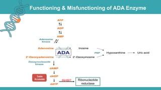 Adenosine Deaminase Deficiency Ppt