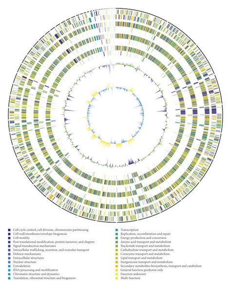 Circular Genomes Representation Map And Genome Comparison Of Shewanella