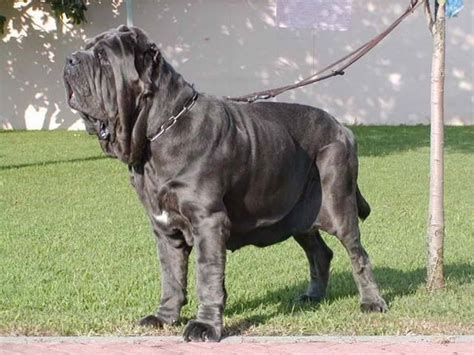 Mastino Napoletano Prezzo Cani Taglia Grande Costo Della Razza