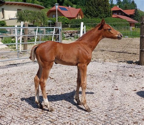 Calea Pp Sterreichisches Reitpony Stute Fuchs Pferd Austria