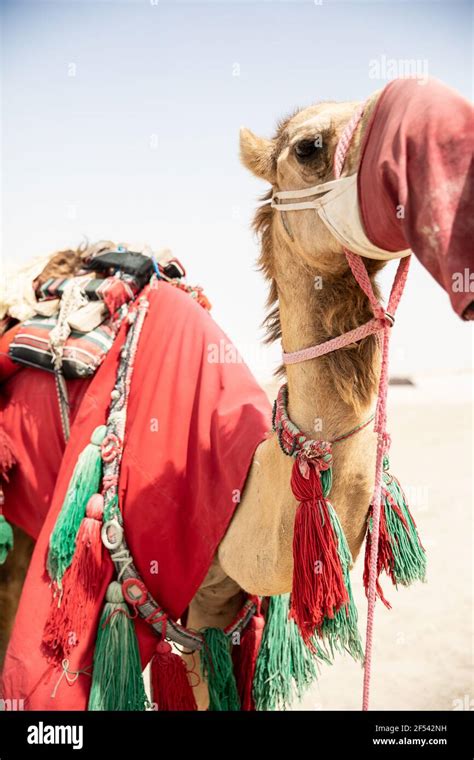 Desert Safari & Sealine Camp, Qatar Stock Photo - Alamy