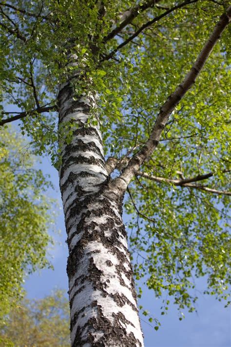 Birkenbaum stockbild Bild von birke betrieb holz grün 14867937