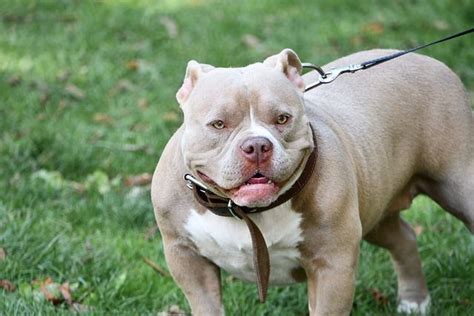 Decimal Insatisfactorio Especificado Perros Pitbull American Stanford