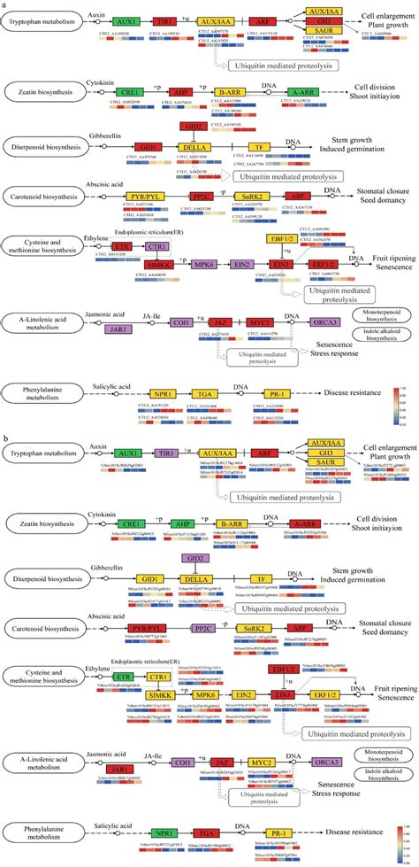 Changes Of Genes Involved In Phytohormone Signal Transduction A