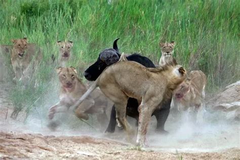 In Pictures Dramatic Fight Between A Buffalo And Lion Pride Captured