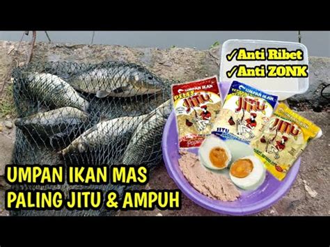 UMPAN IKAN MAS PALING JITU AMPUH COCOK UNTUK LOMBA ATAU HARIAN