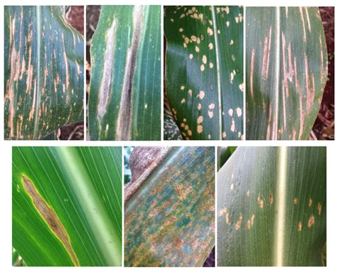 Fungicides In Corn Control For Spots And Rusts Harvest