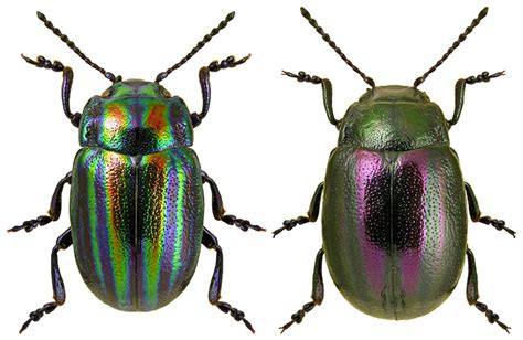 Chrysolina Cerealis