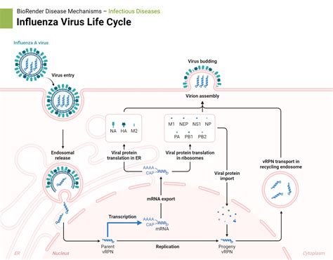 Influenza Virus Life Cycle Biorender Science Templates