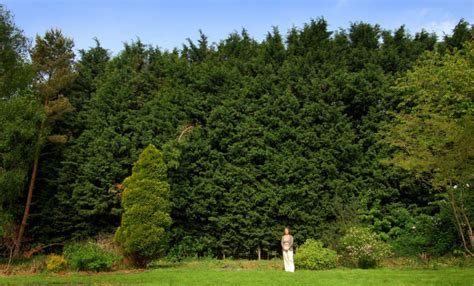 Mother wins 24-year battle to force neighbours to cut 50ft Leylandii ...