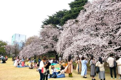 新宿御苑の桜花見｜見頃の時期が長く、見どころ満載で感動します！ アクアのお出かけスポット