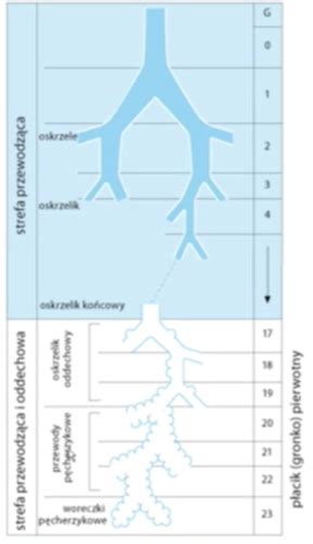 Fiszki FIZJOLOGIA UKŁAD ODDECHOWY SKOŃCZONE Quizlet