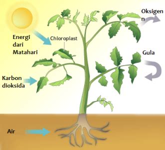 74 Gambar Tumbuhan Fotosintesis Terbaru Info Gambar - Riset