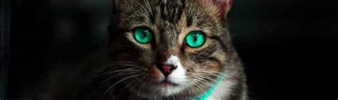 Cataracts in Cats | Treatment for Cataracts in Cats