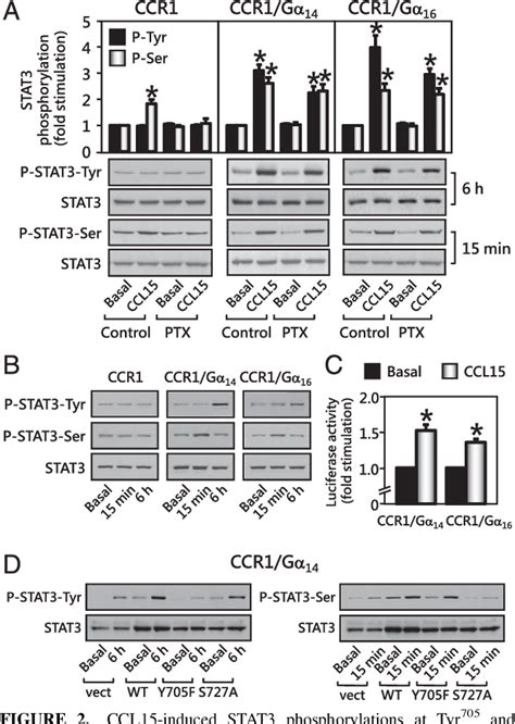 Figure 1 From Ccr1 Mediated Stat3 Tyrosine Phosphorylation And Cxcl8