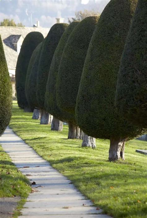 Quel Arbre Persistant Brise Vue Choisir Pour Son Jardin