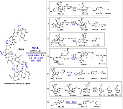 The Proposed Pathway Of The Cleavage Of Intramolecular Linkage In Download Scientific Diagram