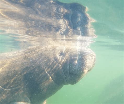 Swimming With Manatees In Crystal River, Florida | Swimming with ...