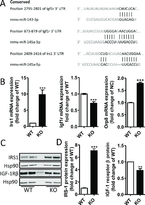 Regulation Of IRS 1 Expression By The MiR 143 145 Cluster In Vascular