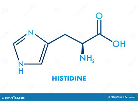 Histidine L Histidine His H Amino Acid Molecule Vector Illustration