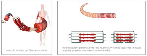 Alimentos Ricos En Proteínas Para Tus Músculos Meritene®