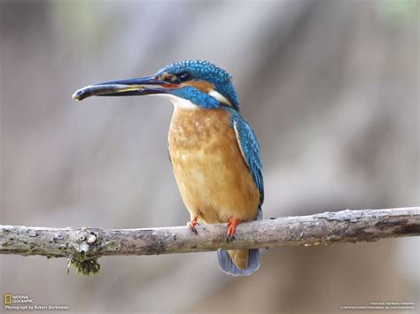 Kingfisher In Gwda River In Poland Beautiful Birds Kingfisher Bird