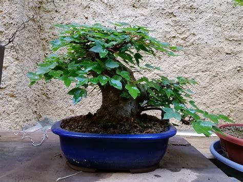 Img Sdr Adictos Bonsai Flickr