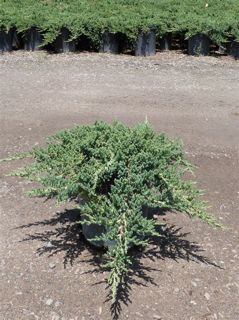 JUNIPERUS-procumbens-Nana-5g - T-Y Nursery