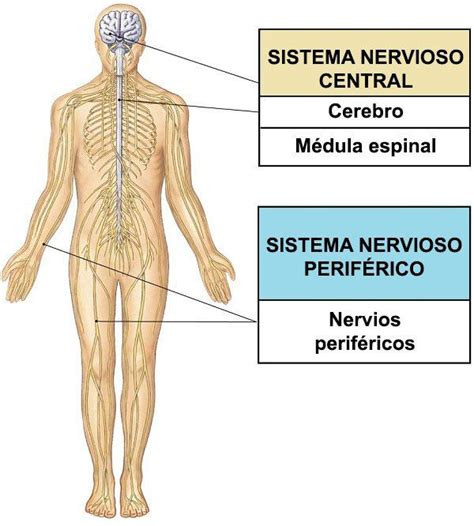 Sistema Nervioso Central Periferico Sistema Nervioso Sistema